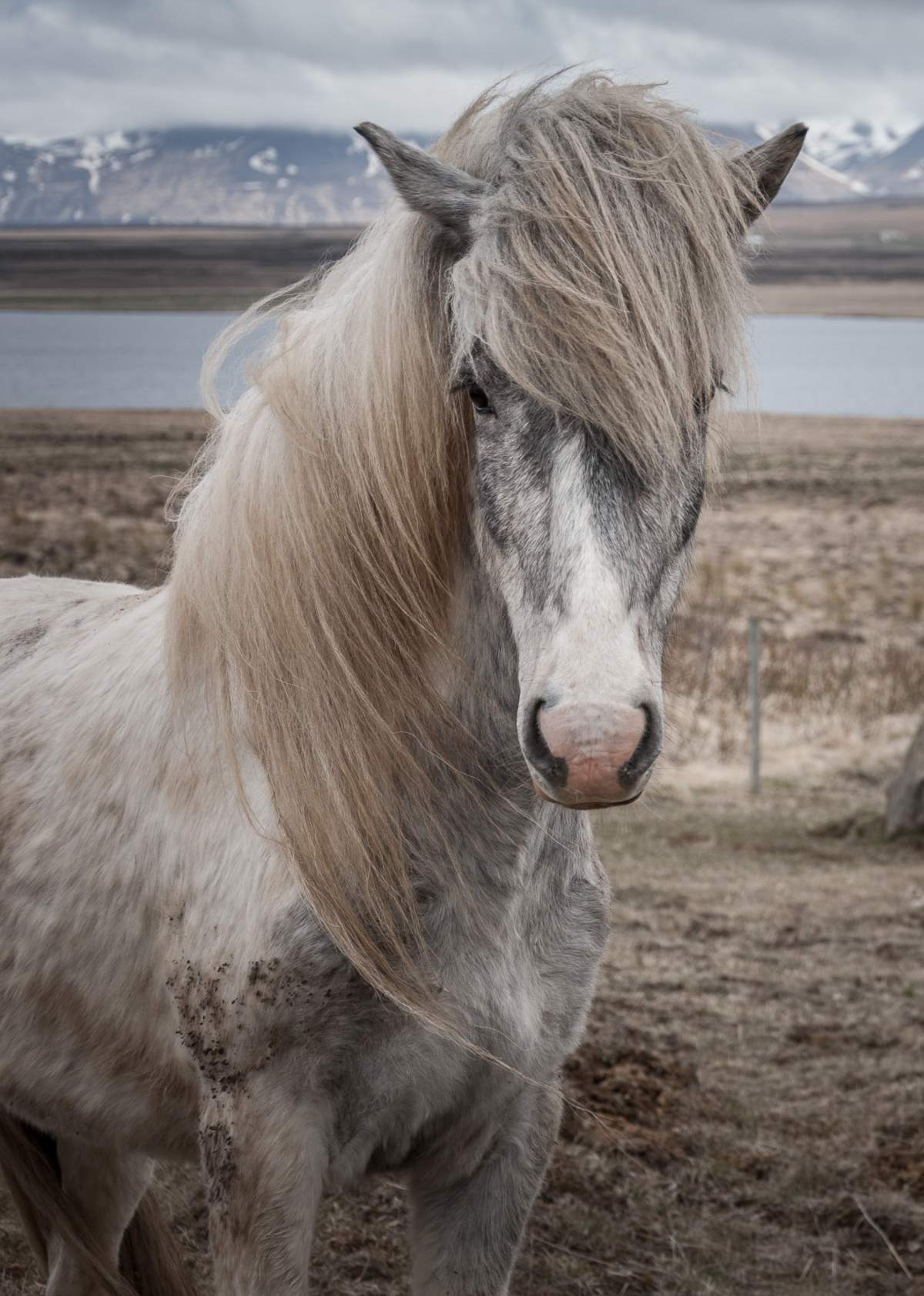 Portrait eines Pferdes mit stumpfem Fell
