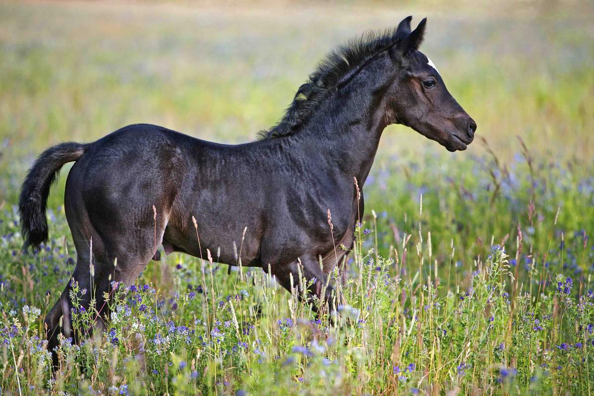 Magnesiummangel Pferd Symptome