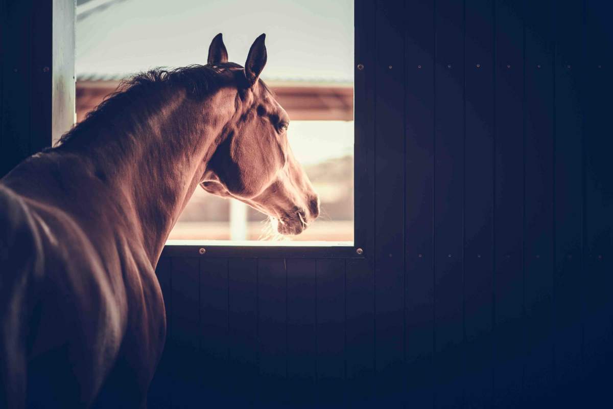 krydstogt forsendelse Flere 21 Symptomer | Sår hos heste | Tidlig opsporing og forebyggelse