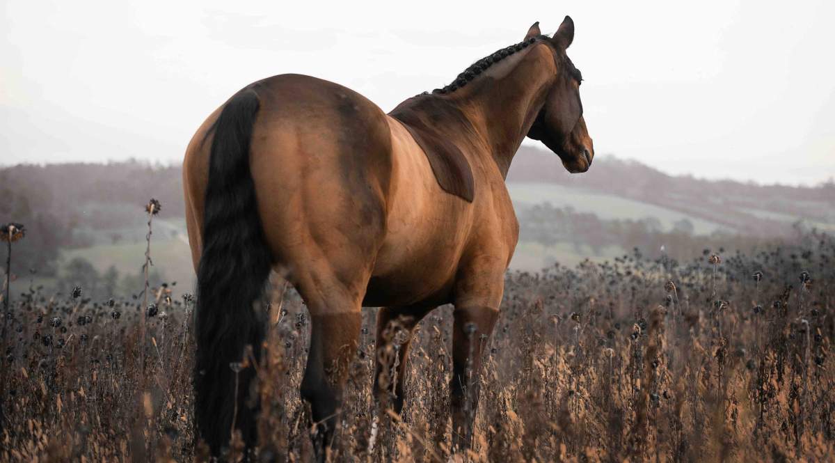 Pferd auf ungemähter Wiese schaut in eine hügelige Landschaft