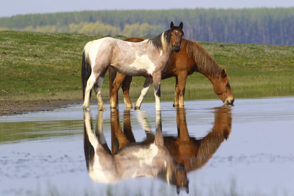 Zwei Pferde stehen auf einer überschwemmten Wiese und trinken Wasser